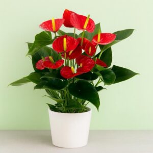 Anthorium Red -Large