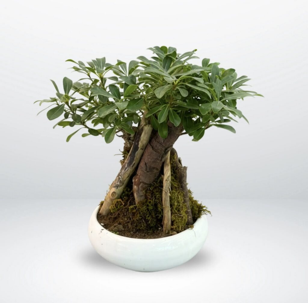 Hawaiian
Umbrella Bonsai