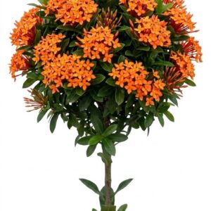 Orange Ixora mini Glow Dwarf Plant (( WITHOUT THE POT ))