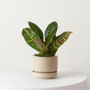 Indoor Plant Foliage Spray