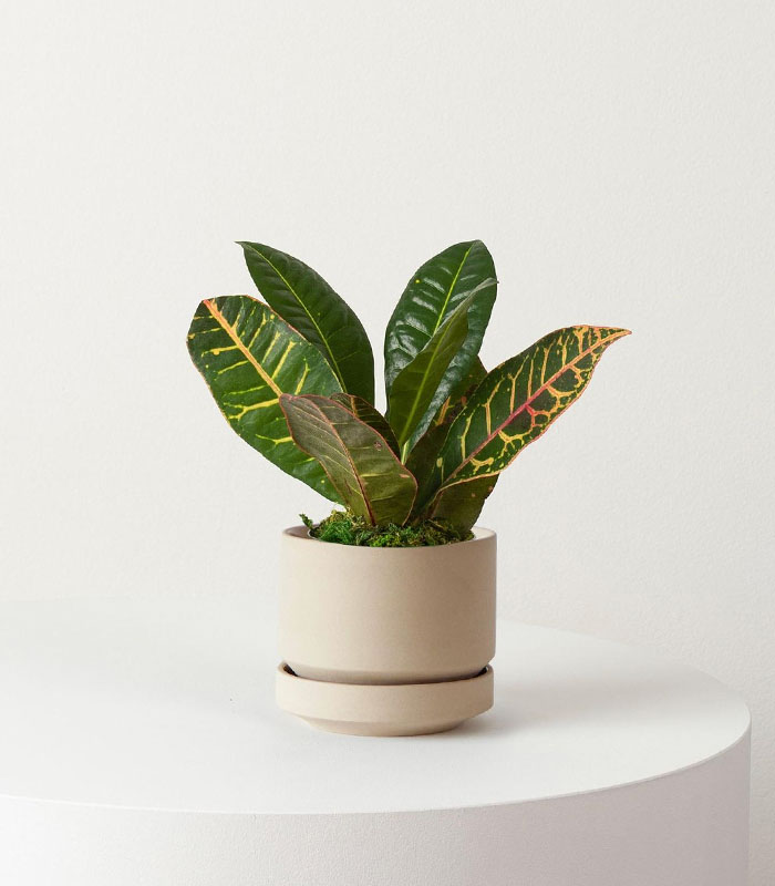 Indoor Plant Foliage Spray