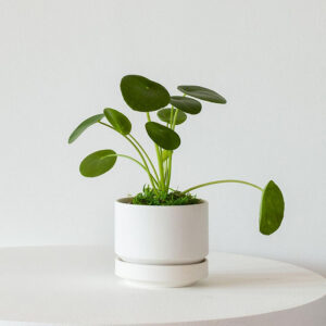 Philodendron Brasil