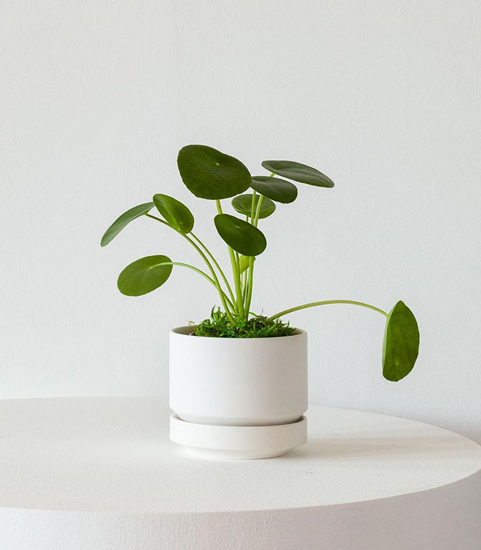 Philodendron Brasil