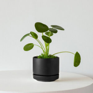 Indoor Plant Foliage Spray