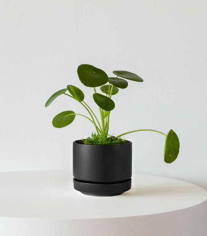 Indoor Plant Foliage Spray
