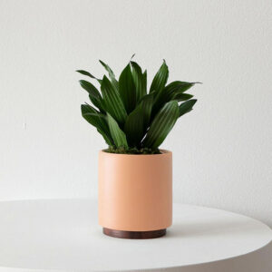 Dracaena Compacta