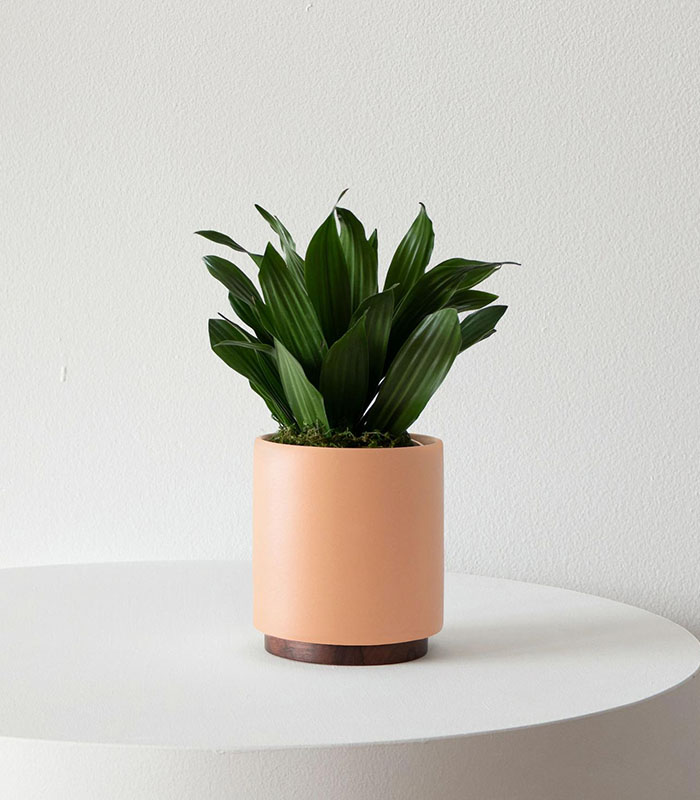 Dracaena Compacta