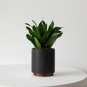 Dracaena Compacta
