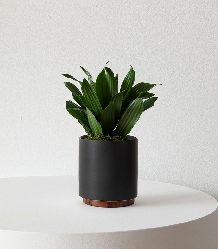 Dracaena Compacta