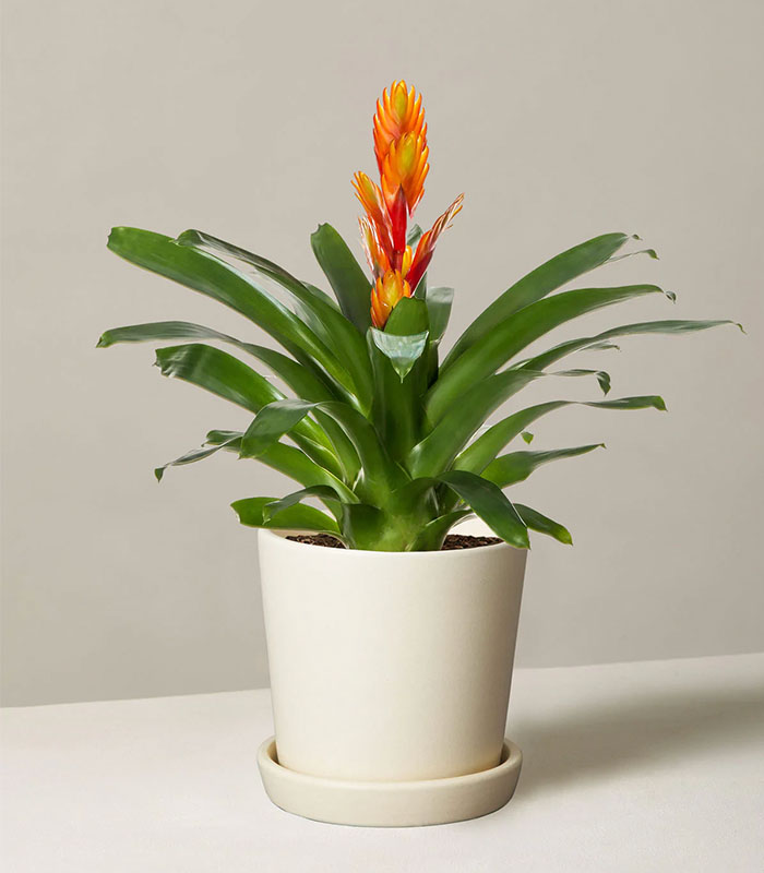Indoor Plant Foliage Spray