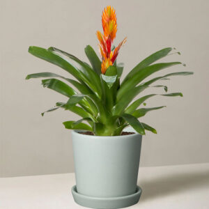 Bromeliad Vriesea