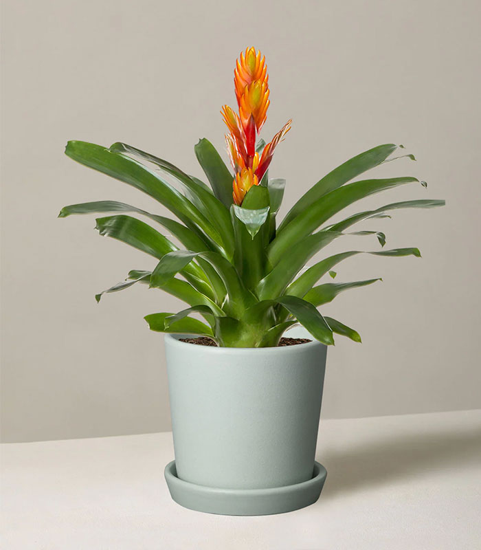 Bromeliad Vriesea