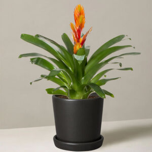 Bromeliad Vriesea
