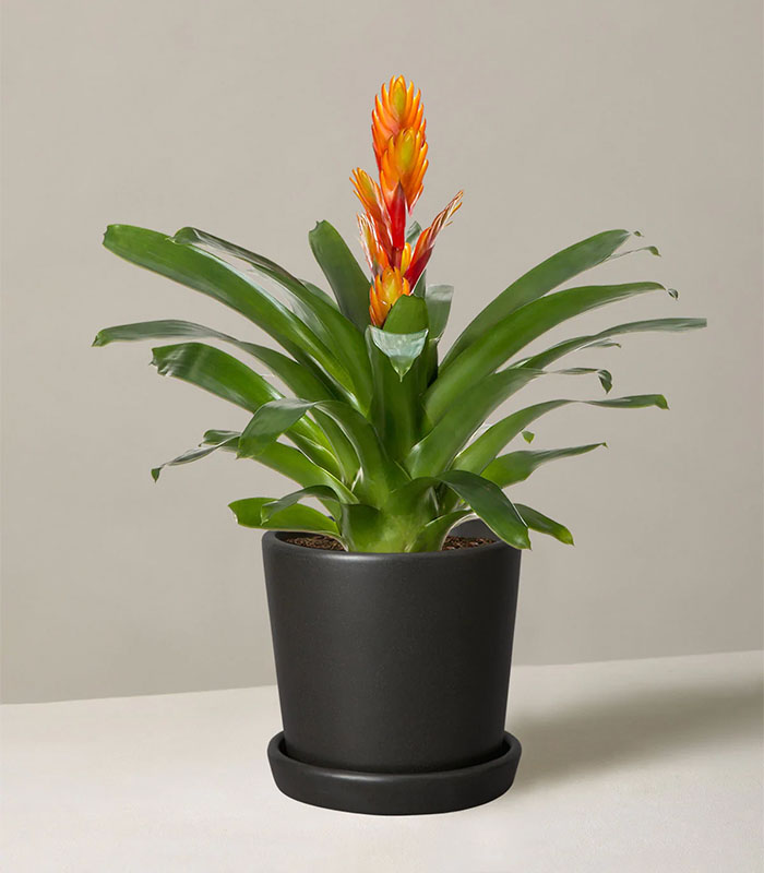 Bromeliad Vriesea