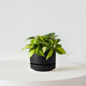 Philodendron Brasil