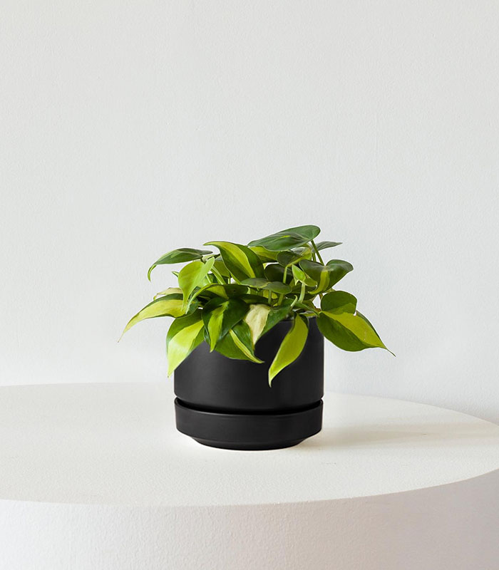 Philodendron Brasil