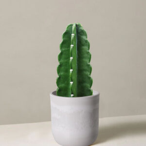 Cactus & Succulent Potting Mix