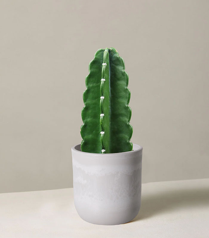 Cactus & Succulent Potting Mix