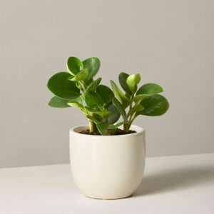 Indoor Plant Foliage Spray