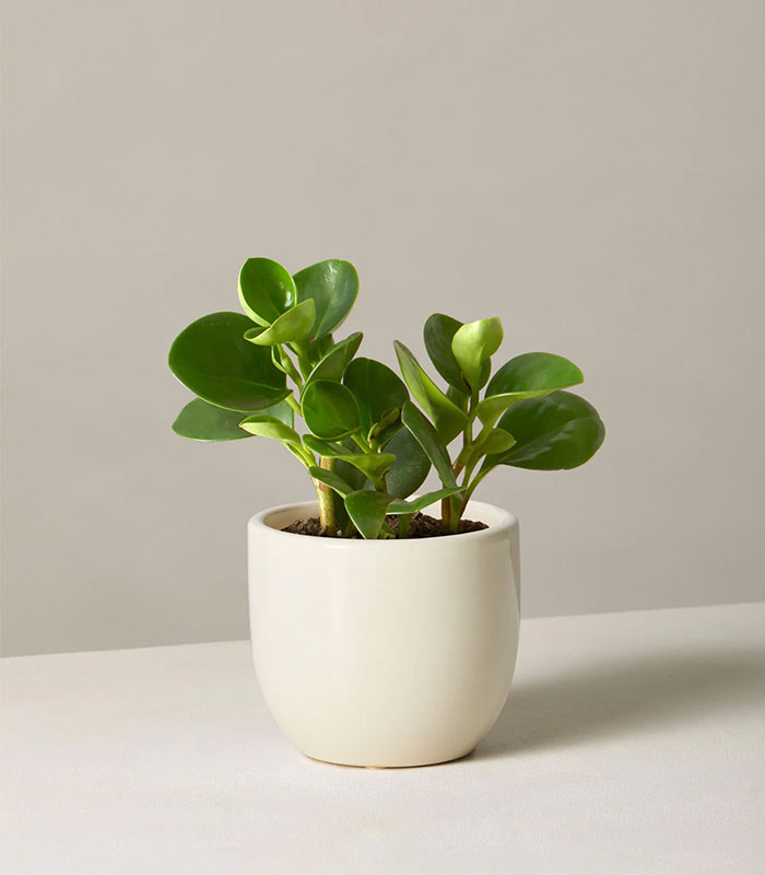 Indoor Plant Foliage Spray