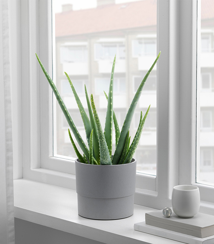 Aloe Vera
