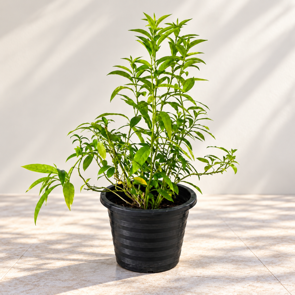 Cestrum nocturnum (Night-Blooming Jasmine)