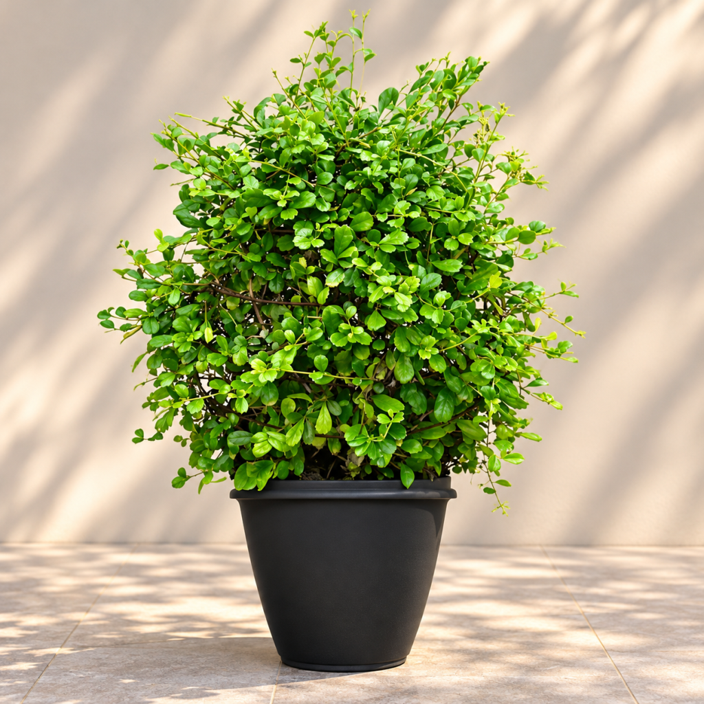 Ficus Microcarpa Compacta (Bush Shape)