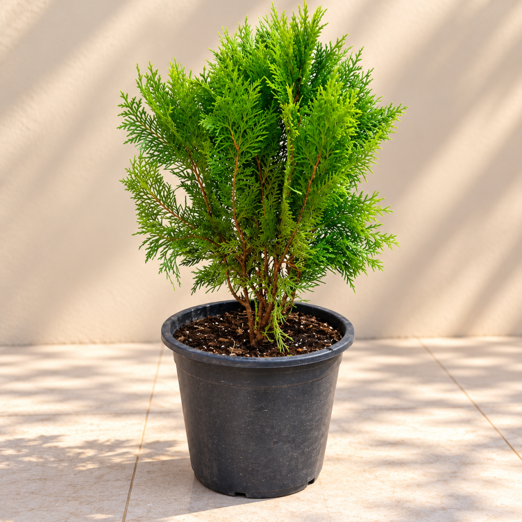 Thuja Orientalis