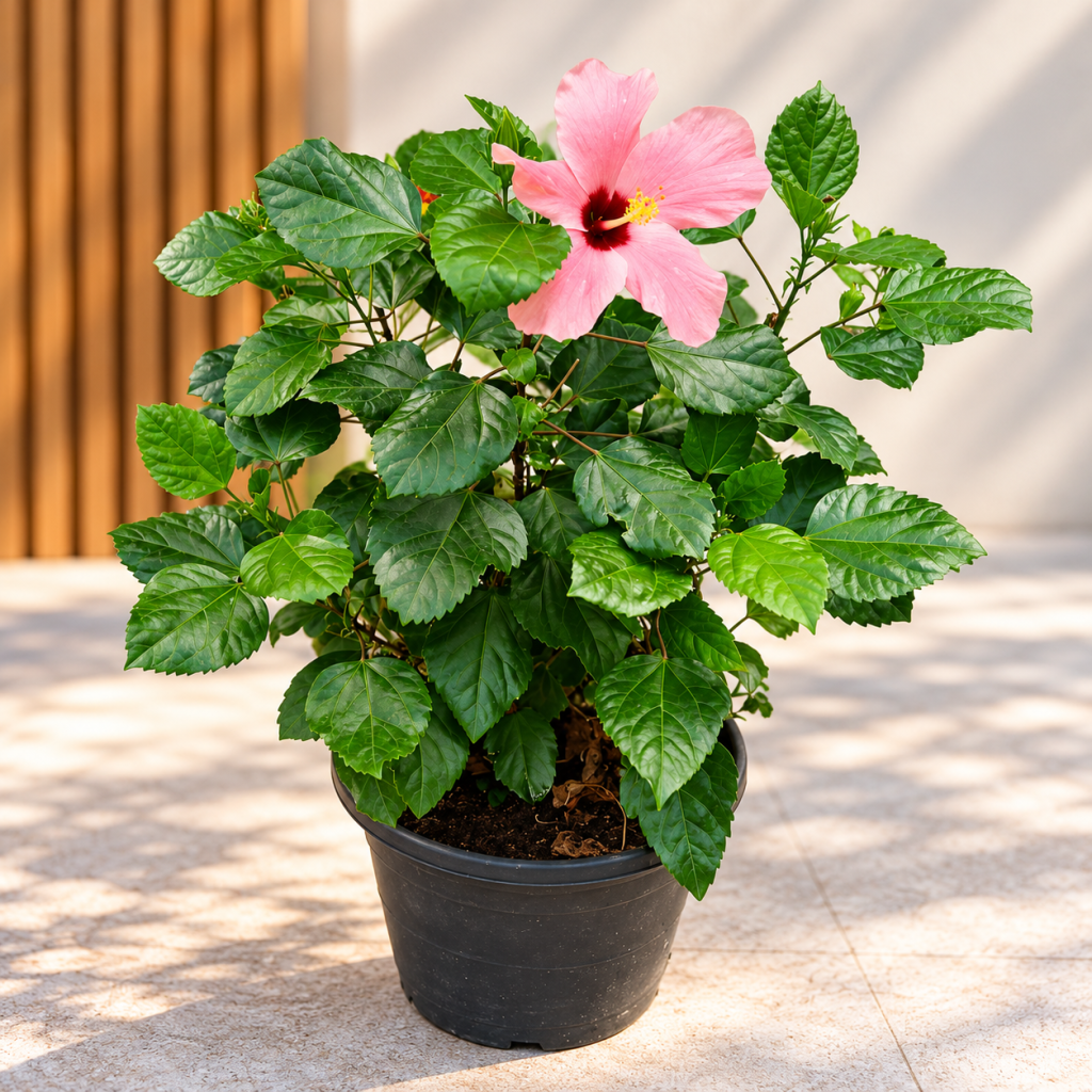 Pink Hibiscus (China Rose)