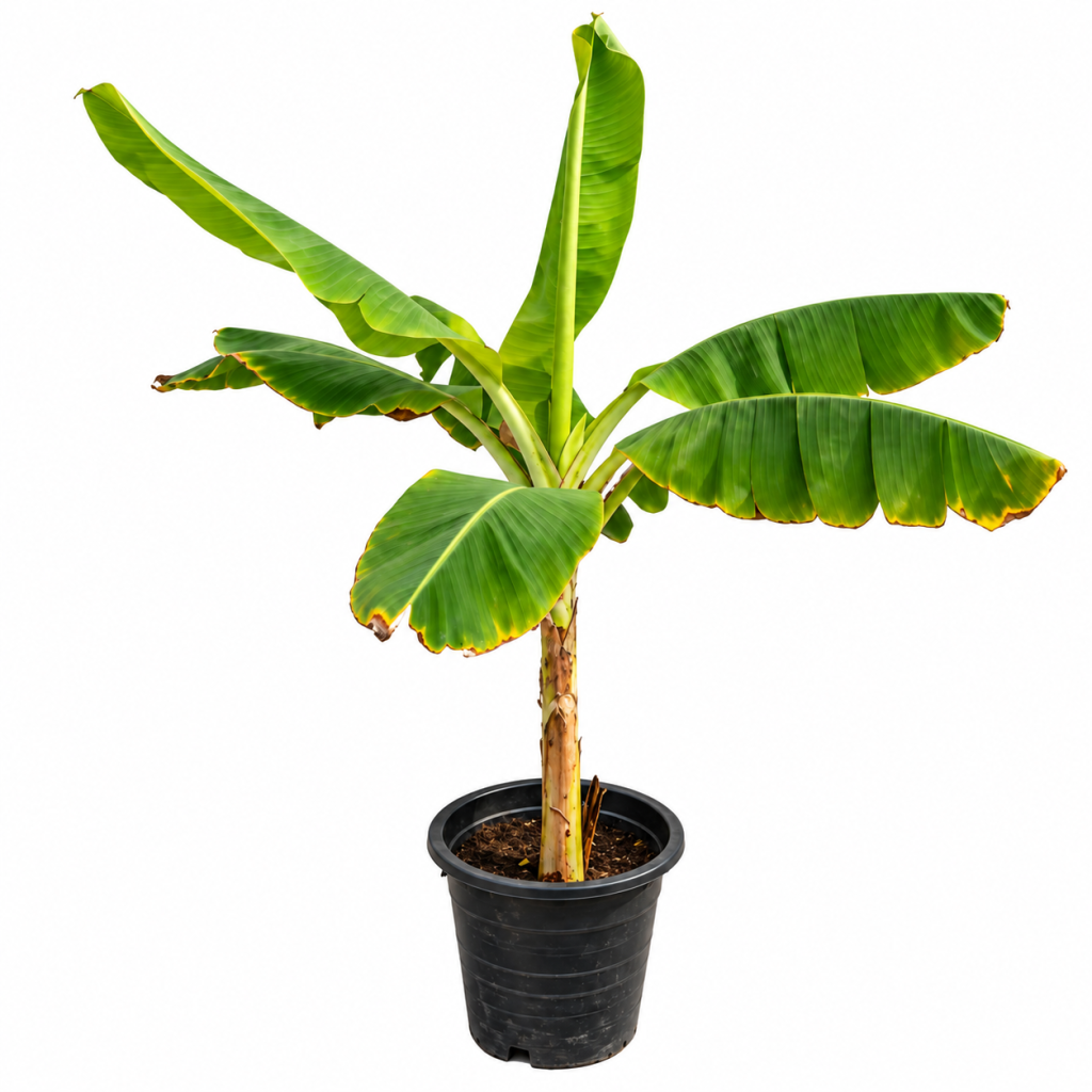 Banana Tree