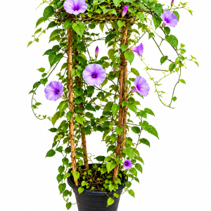 Ipomoea Palmata