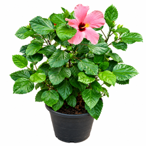 Pink Hibiscus (China Rose)