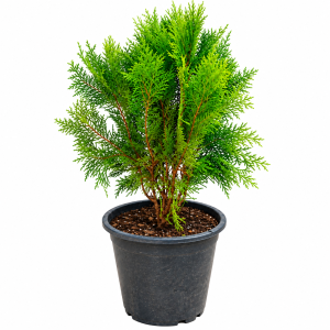 Thuja Orientalis