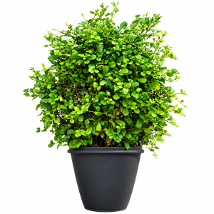 Ficus Microcarpa Compacta (Bush Shape)