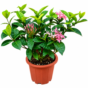 Ixora Pink-Medium