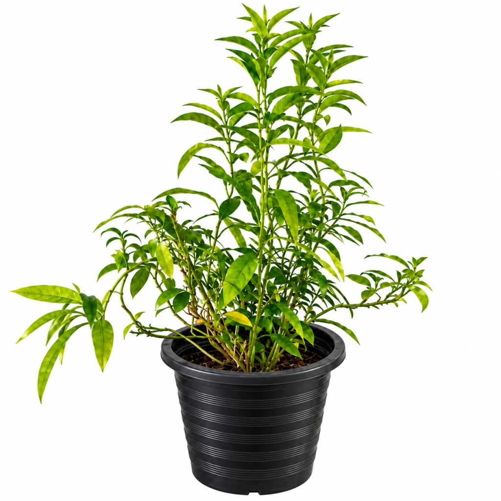 Cestrum nocturnum (Night-Blooming Jasmine)