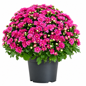 Pink Chrysanthemum (Garden Mum)