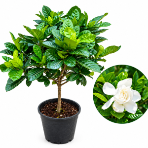 Gardenia Single Stem