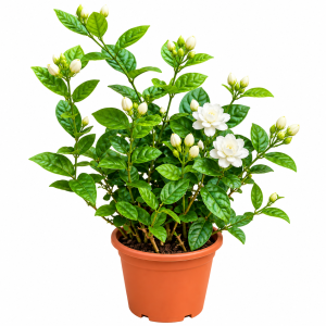 Arabian Jasmine (Mogra) – White Flowering Plant