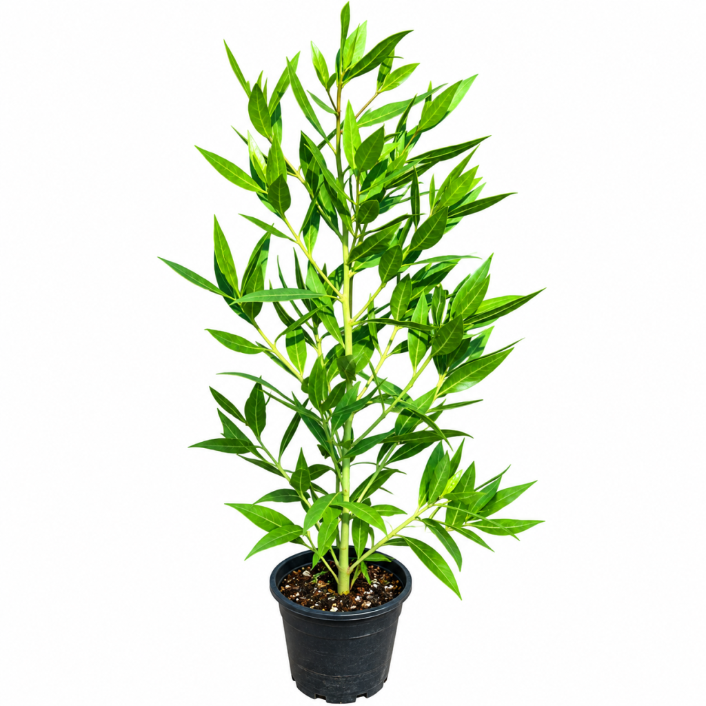 conocarpus