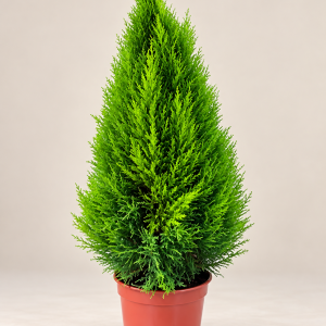 Lemon Cypress Goldcrest