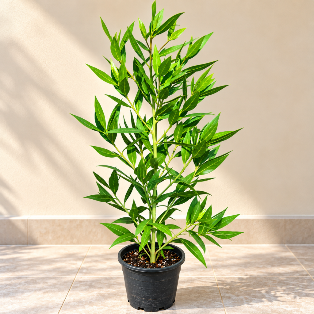 conocarpus