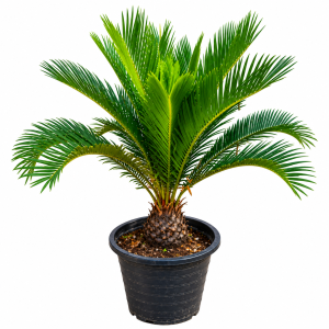 Cycas Revoluta Small
