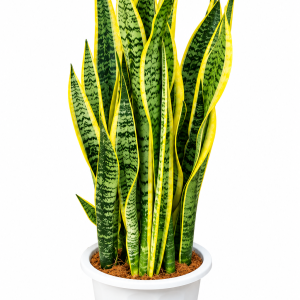 Sansevieria Laurentii – Golden Snake Plant