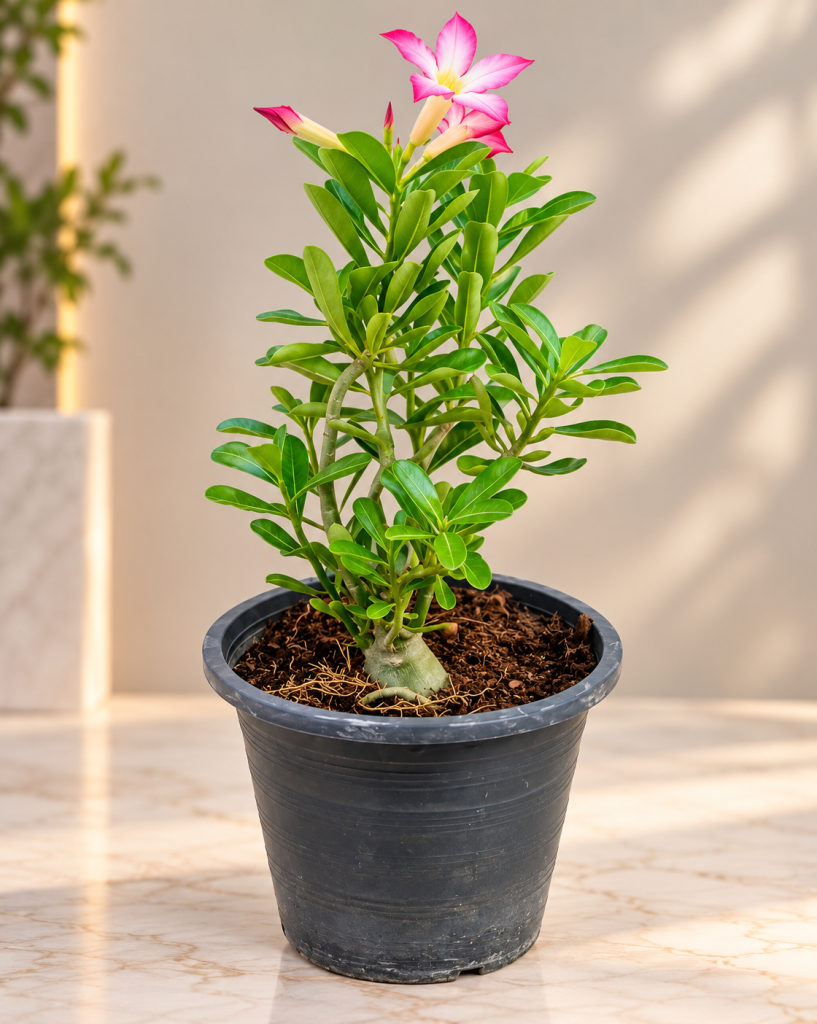 Pink Desert Rose (Adenium Obesum)