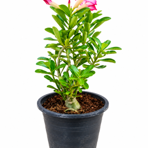 Adenium Obesum (Desert Rose)
