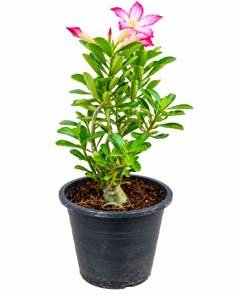 Adenium Obesum (Desert Rose)