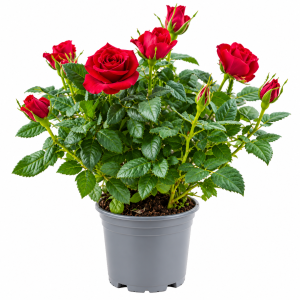 Red Rose Flowering Plant