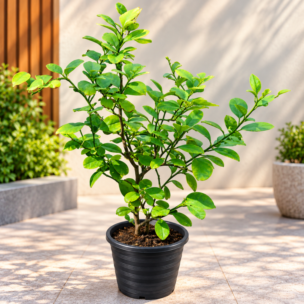 Ficus Microcarpa – Green Ornamental Plant