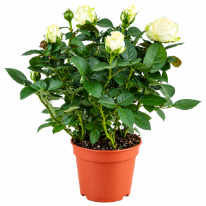 White Rose Flowering Plant